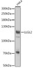 Cell Biology Antibodies 18 Anti-LLGL2 Antibody CAB18366