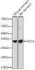 Cell Biology Antibodies 15 Anti-KLF14 Antibody CAB18607