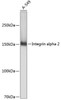 Cell Biology Antibodies 17 Anti-Integrin alpha 2 Antibody CAB19068