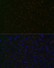 KO Validated Antibodies 2 Anti-N-Cadherin Antibody KO Validated CAB19083