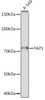 Cell Biology Antibodies 15 Anti-YAP1 Antibody CAB19134