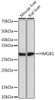 KO Validated Antibodies 2 Anti-HMGB1 Antibody KO Validated CAB19529