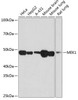 Cell Biology Antibodies 17 Anti-MEK1 Antibody CAB19565