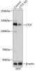KO Validated Antibodies 2 Anti-CTCF Antibody KO Validated CAB19588
