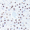 KO Validated Antibodies 2 Anti-HuR / ELAVL1 Antibody KO Validated CAB19622