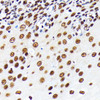 KO Validated Antibodies 2 Anti-HuR / ELAVL1 Antibody KO Validated CAB19622