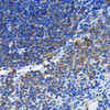 KO Validated Antibodies 2 Anti-Bax Antibody KO Validated CAB19684