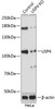 KO Validated Antibodies 2 Anti-USP4 Antibody CAB20005KO Validated