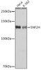 Cell Biology Antibodies 17 Anti-SNF2H Antibody CAB3539