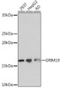 Cell Death Antibodies 2 Anti-GRIM19 Antibody CAB3782