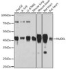 Developmental Biology Anti-NUDEL Antibody CAB3799