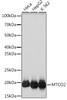Cell Biology Antibodies 17 Anti-MTCO2 Antibody CAB3843