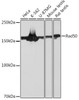Cell Cycle Antibodies 2 Anti-Rad50 Antibody CAB3869