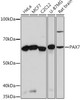 Cardiovascular Antibodies Anti-PAX7 Antibody CAB4134