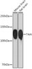 Developmental Biology Anti-TrkA Antibody CAB4147