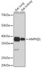 Metabolism Antibodies 3 Anti-AMPKBeta1 Antibody CAB4344