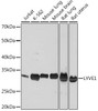 Signal Transduction Antibodies 3 Anti-LYVE1 Antibody CAB4352