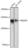 Immunology Antibodies 3 Anti-NEDD4 Antibody CAB4385