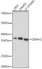 Cell Biology Antibodies 17 Anti-DDAH1 Antibody CAB4591