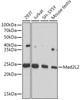 Cell Cycle Antibodies 2 Anti-Mad2L2 Antibody CAB4630
