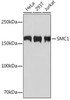 Cell Cycle Antibodies 2 Anti-SMC1 Antibody CAB4693