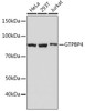 Cell Biology Antibodies 17 Anti-GTPBP4 Antibody CAB4743