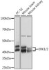 Cell Biology Antibodies 17 Anti-ERK1/2 Antibody CAB4782