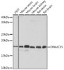 Cell Biology Antibodies 15 Anti-DNAJC15 Antibody CAB4825