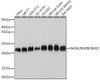 Cell Biology Antibodies 15 Anti-RHOA/RHOB/RHOC Antibody CAB4855