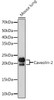 Cell Biology Antibodies 15 Anti-Caveolin-2 Antibody CAB4890