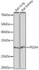 Metabolism Antibodies 3 Anti-PGDH Antibody CAB5024