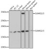 Cell Biology Antibodies 15 Anti-SUMO2/3 Antibody CAB5066