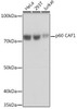 Cell Cycle Antibodies 2 Anti-p60 CAF1 Antibody CAB5073