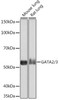 KO Validated Antibodies 2 Anti-GATA2/3 KO Validated Antibody CAB5083