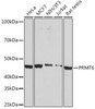 Epigenetics and Nuclear Signaling Antibodies 5 Anti-PRMT6 Antibody CAB5085