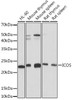 Cell Biology Antibodies 17 Anti-ICOS Antibody CAB5130