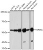 Cell Cycle Antibodies 2 Anti-TIP49A Antibody CAB5180