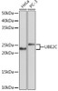 Cell Cycle Antibodies 2 Anti-UBE2C Antibody CAB5206