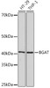 Cell Biology Antibodies 17 Anti-BGAT Antibody CAB5207