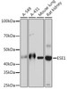 Developmental Biology Anti-ESE1 Antibody CAB5236