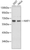 Cell Biology Antibodies 15 Anti-NXF1 Antibody CAB5907