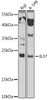 Cell Biology Antibodies 15 Anti-IL-37 Antibody CAB8206