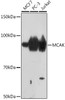 Cell Cycle Antibodies 2 Anti-MCAK Antibody CAB9140