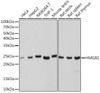 Cell Biology Antibodies 17 Anti-HMGB2 Antibody CAB9168
