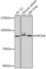 Cell Cycle Antibodies 2 Anti-MCM4 Antibody CAB9251