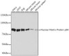 Cell Death Antibodies 2 Anti-Nuclear Matrix Protein p84 Antibody CAB9269