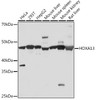 Epigenetics and Nuclear Signaling Antibodies 5 Anti-HOXA13 Antibody CAB9564