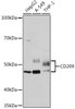 Immunology Antibodies 3 Anti-CD209 Antibody CAB9649