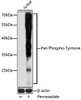 Cell Biology Antibodies 15 Anti-Pan Phospho-Tyrosine Antibody CABP0905