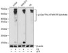Cell Biology Antibodies 15 Anti-Phospho-Ser/Thr ATM/ATR Substrate Antibody CABP0933